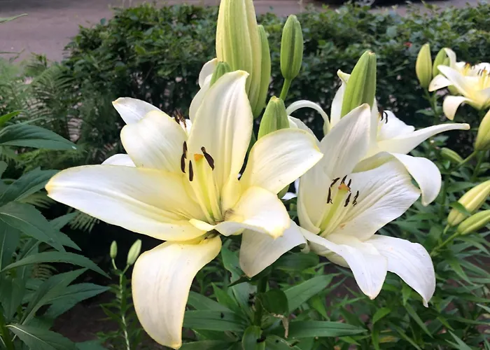 Good Location & Infrastructure Daire Riga